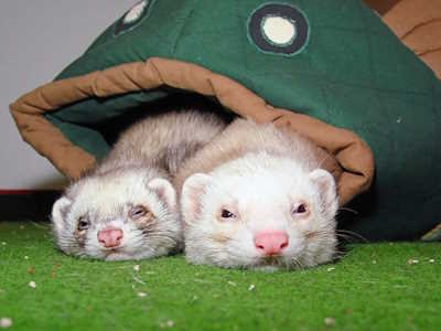 What Foods are Bad for Ferrets