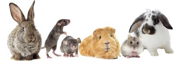 What Foods are Bad for Mice, Rats, Guinea Pigs and Rabbits