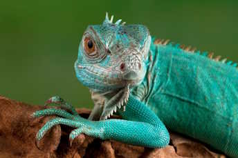 What Foods are Bad for Lizards