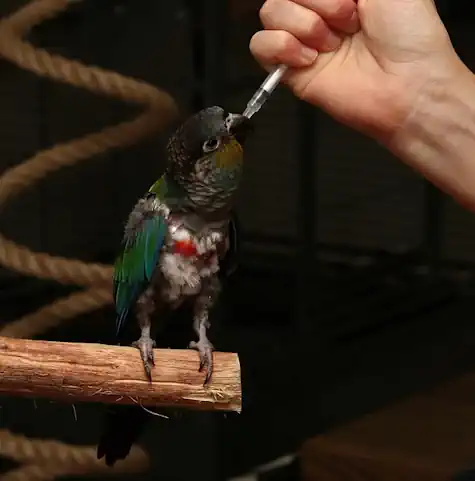 Bird Trained to Take Medication