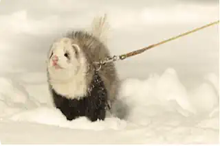 Ferret Being Leash Trained