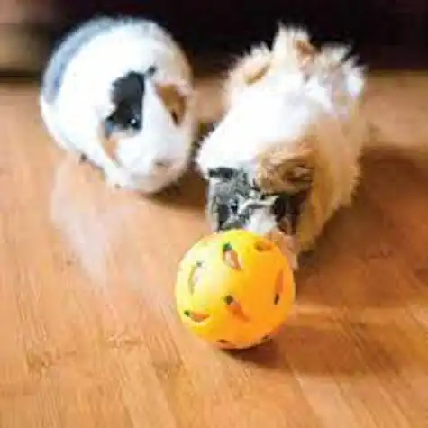 Guinea Pigs Playing with Ball