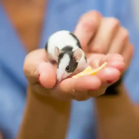 Hand Trained Mouse