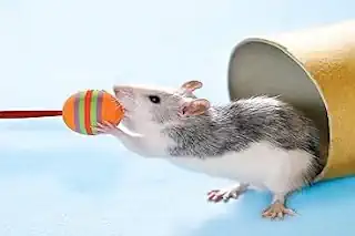 Mice Training Small