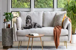 Pet Friendly Couch Small
