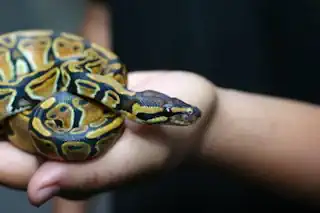 Pet Snake Small