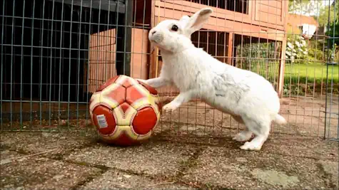 Rabbit Playing With Ball