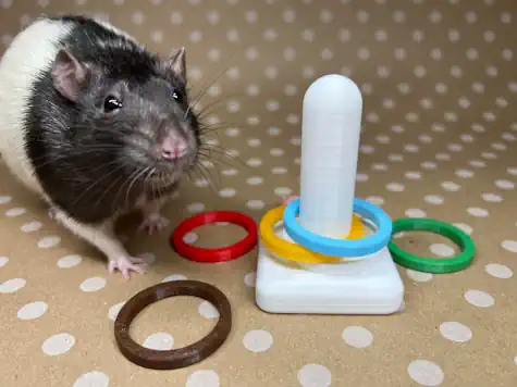 Rat Playing with Toys