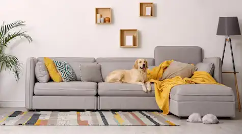 Stylish Couch and Pillows